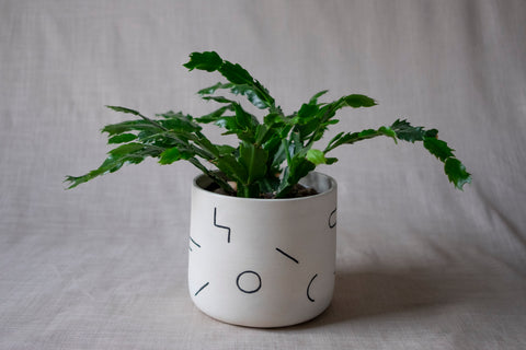 Kafka planter